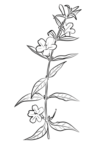 Carolina Jasmine (Gelsemium Sempervirens) Coloring Page